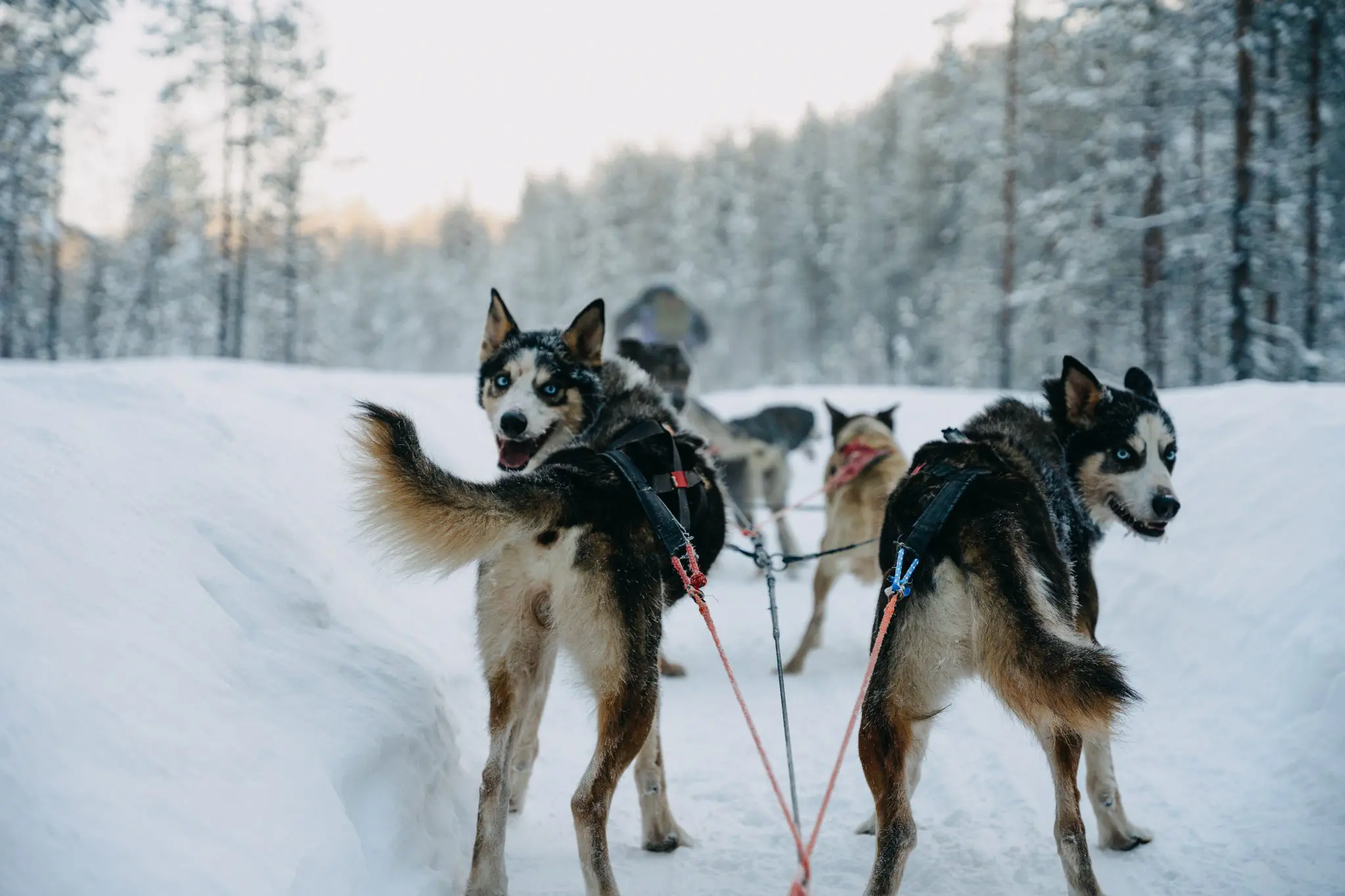 https://blog.travelbase.eu-content/uploads/sites/2/2023/04/Lapland_EvyvanNispen_Akaslompolo_LR-178-980x653.jpg