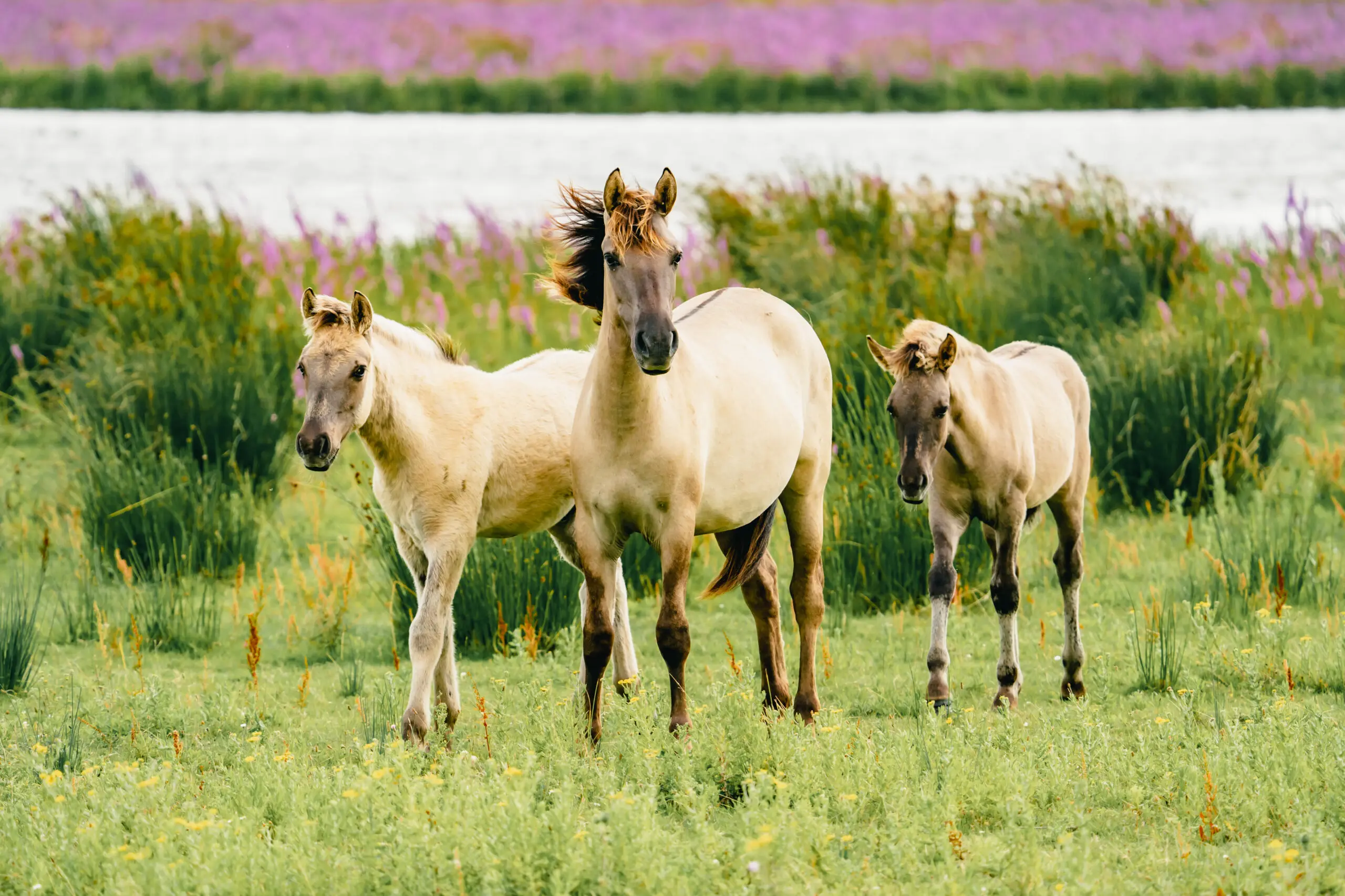 paarden in friesland