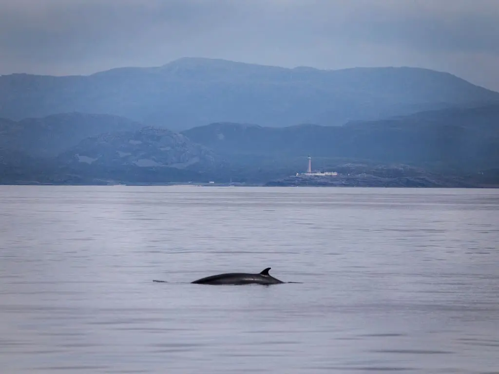 dauphin écosse île de mull