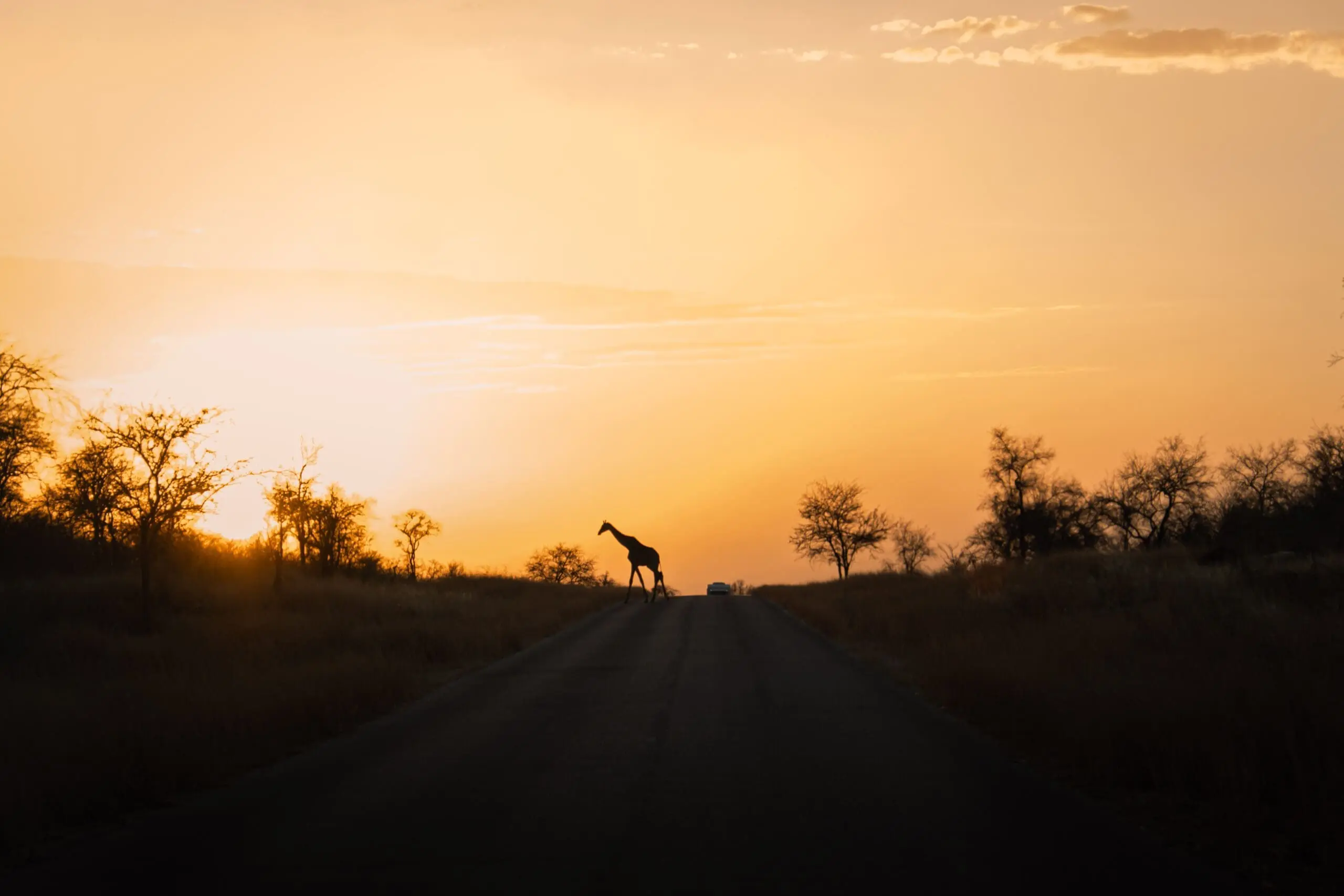 Etosha National Park: beste reistijd, wildlife & tips