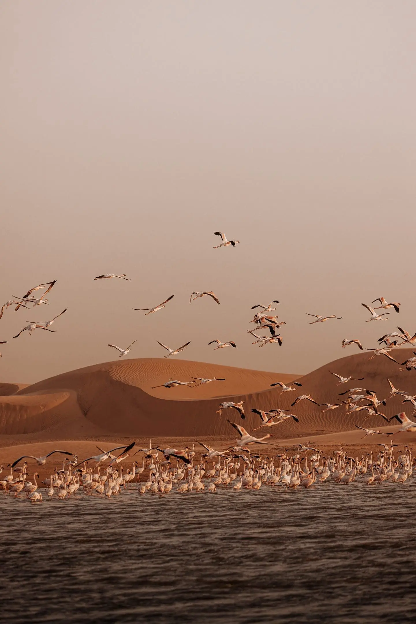 Birds Namibia