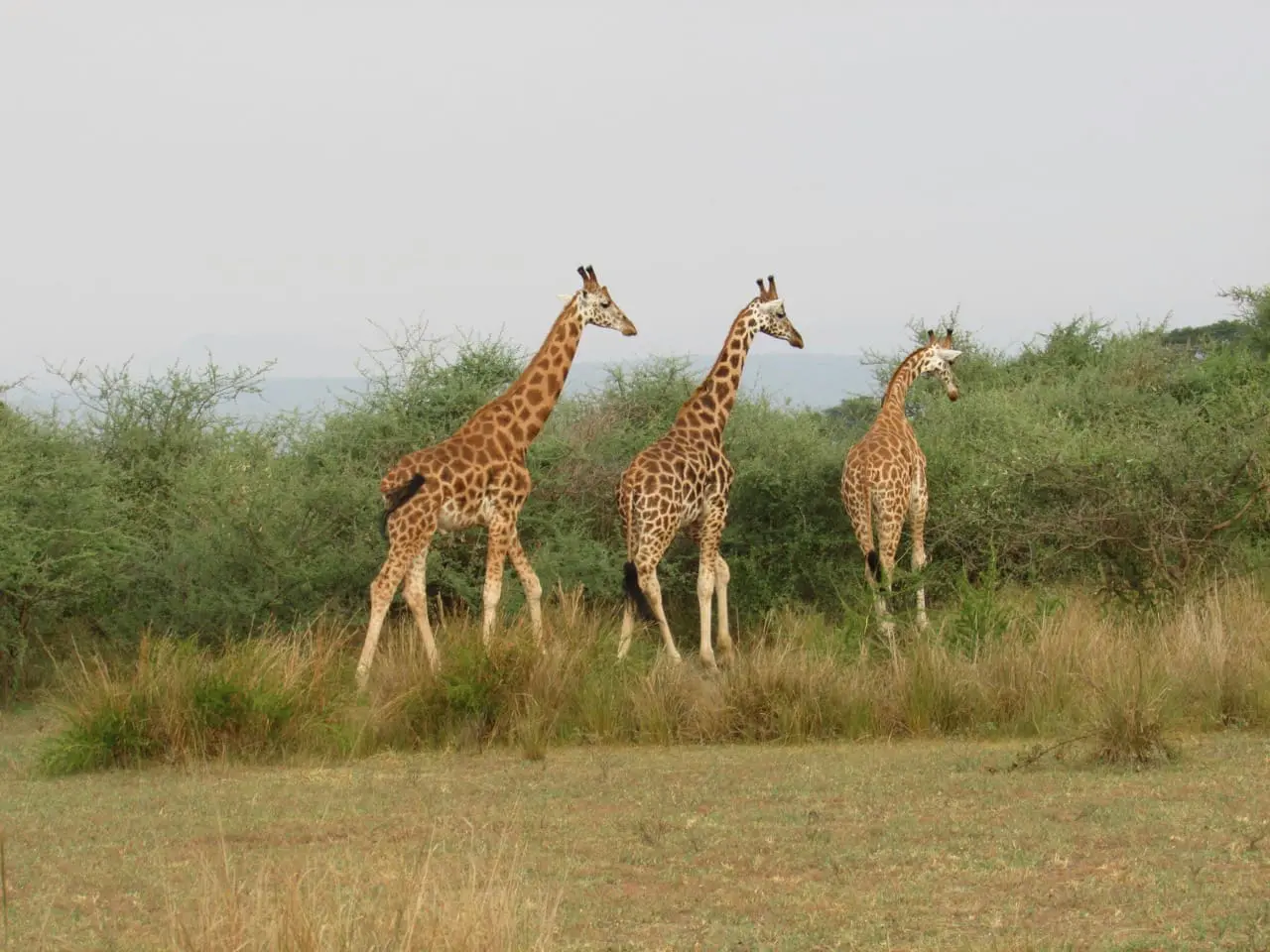 Uganda National Park