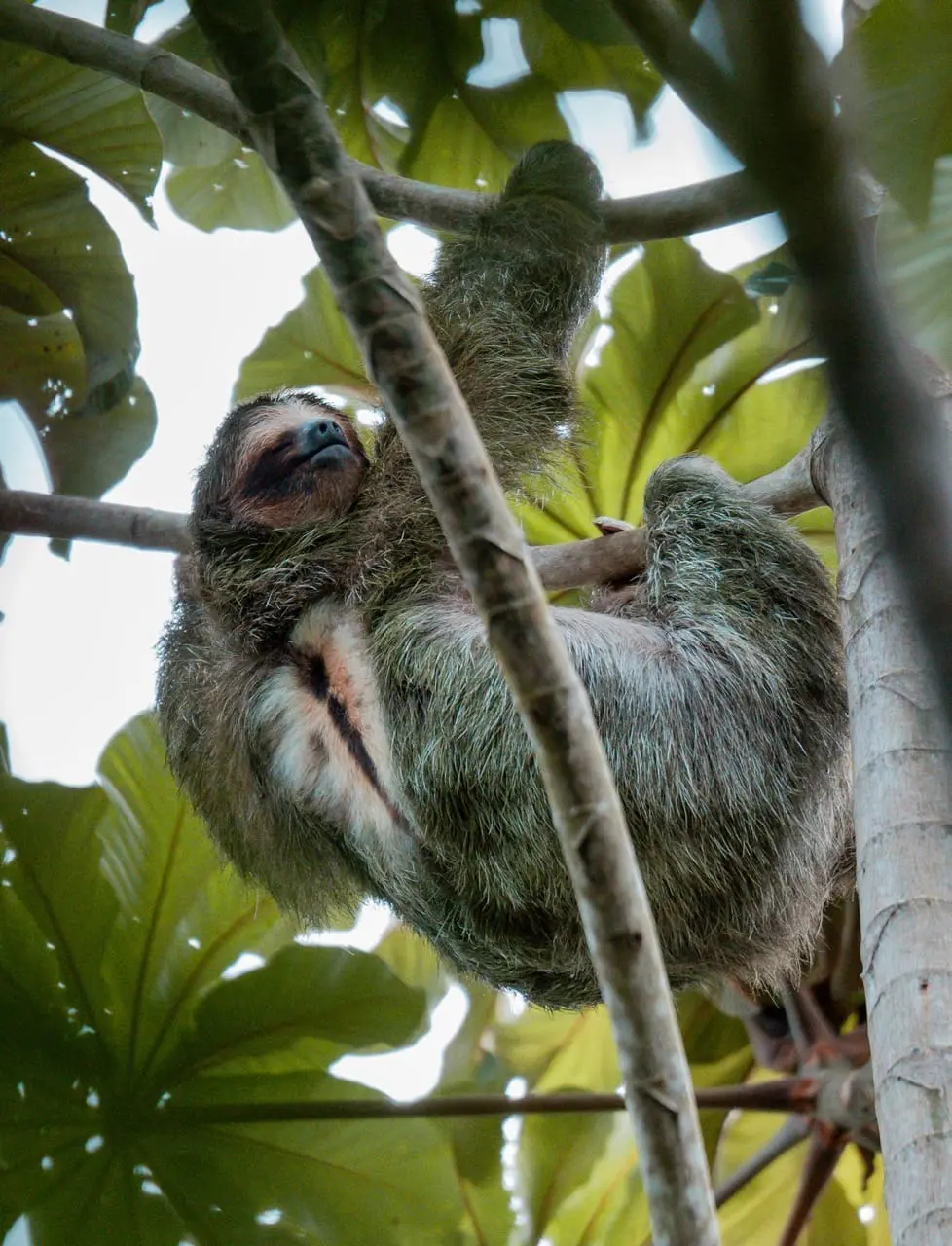 Costa Rica wildlife