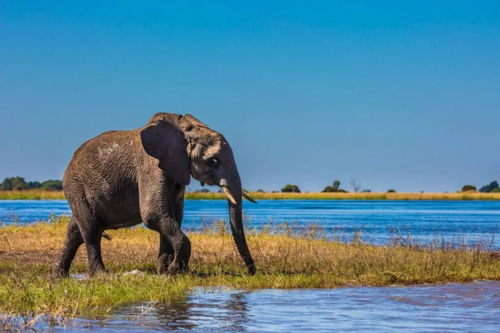 Bostwana olifant