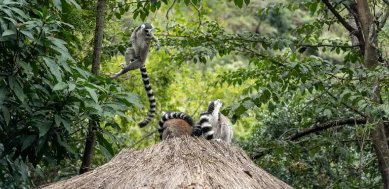lemur madagaskar