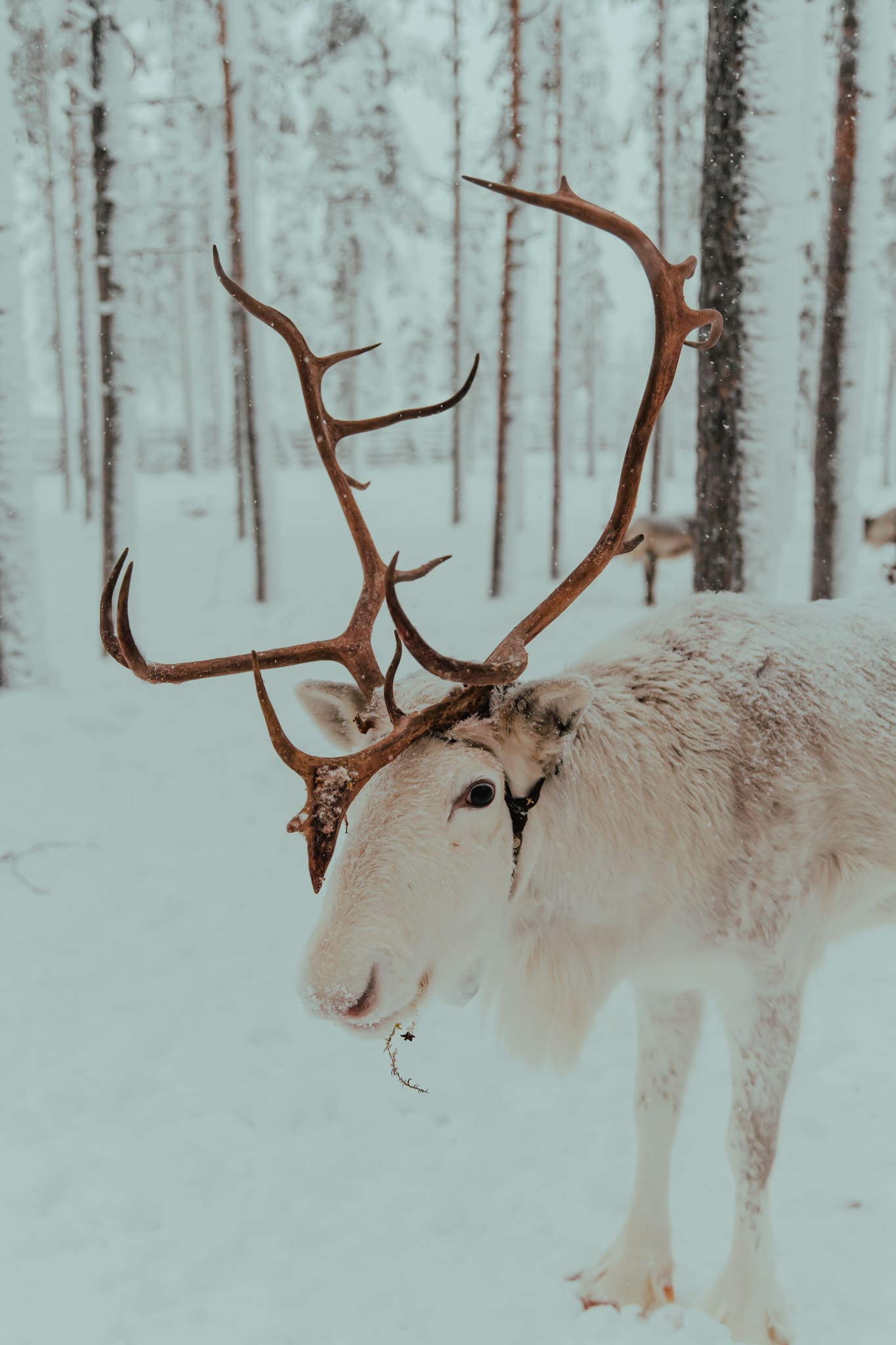 Reizen naar Lapland: Wat is de beste maand?