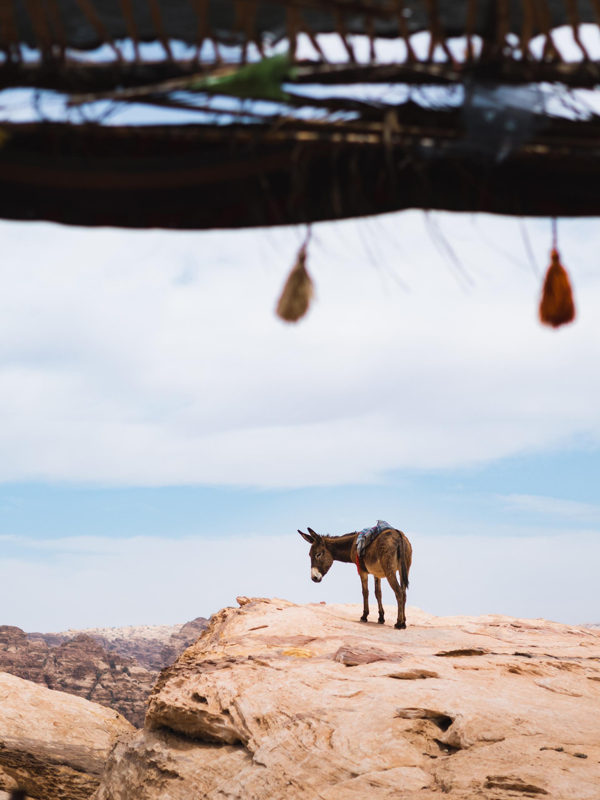 Van Dana naar Petra: een 7-daagse hike in Jordanië