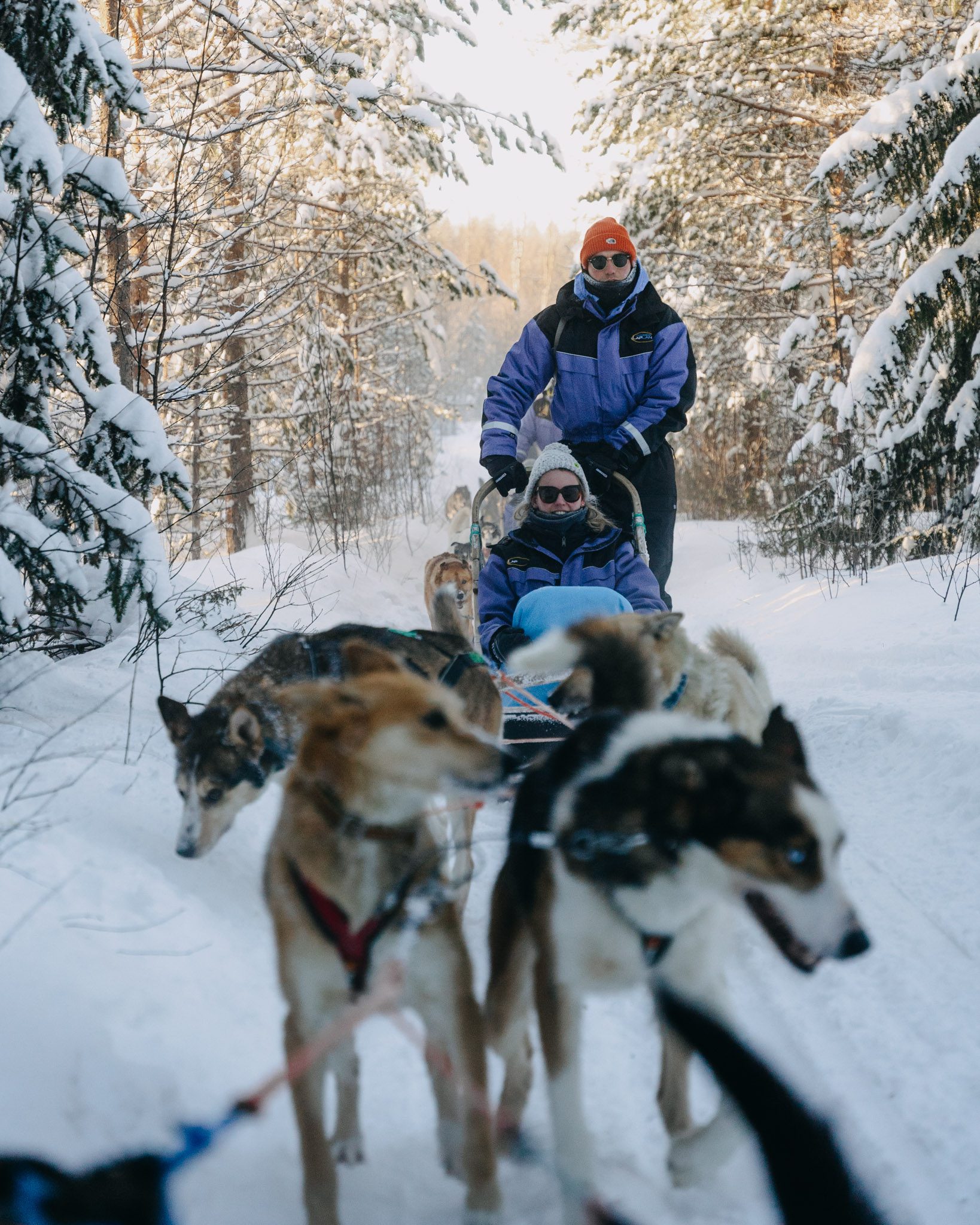 Alles wat je moet weten over huskytochten in Lapland