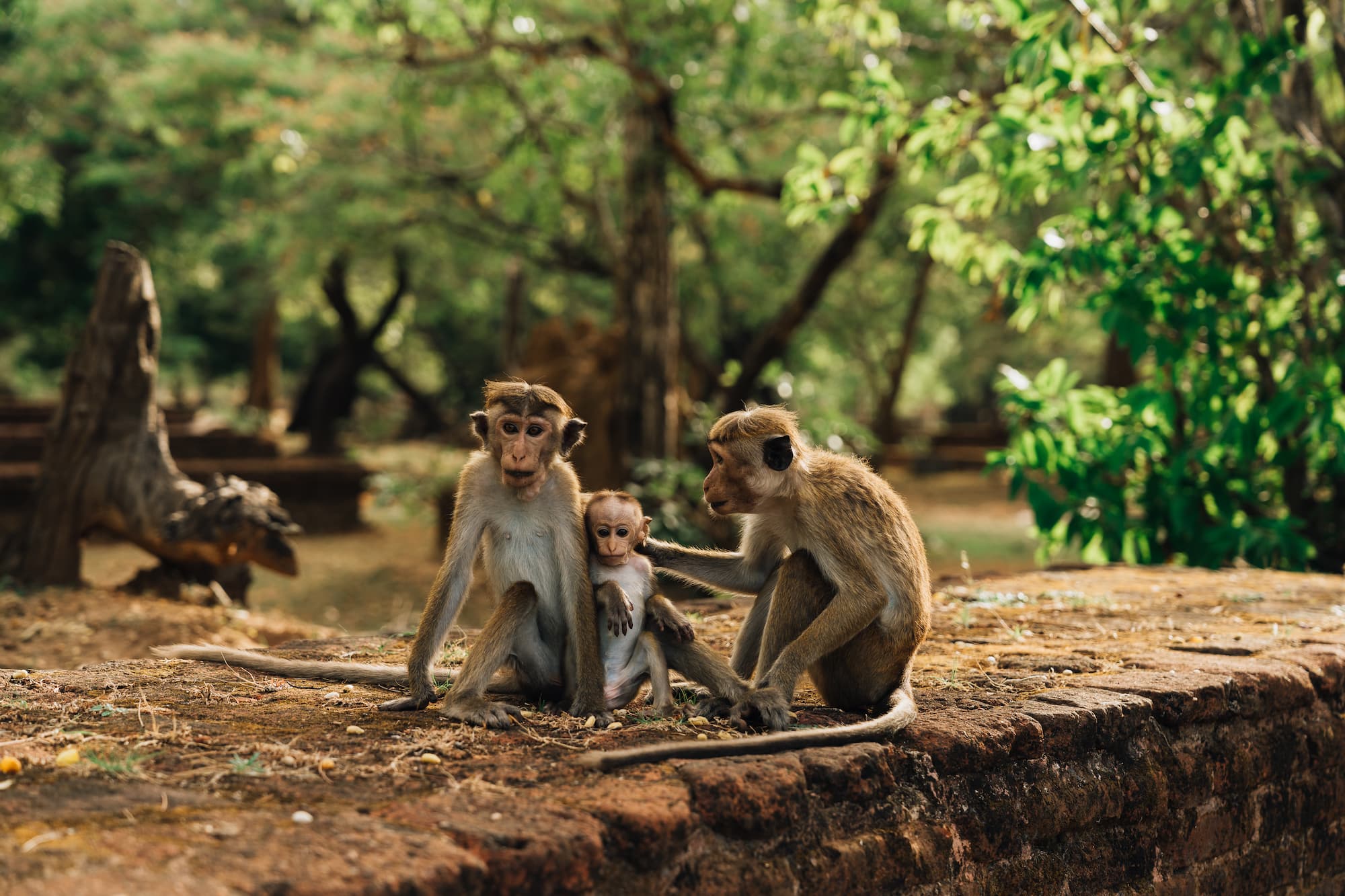 Sri Lanka apen