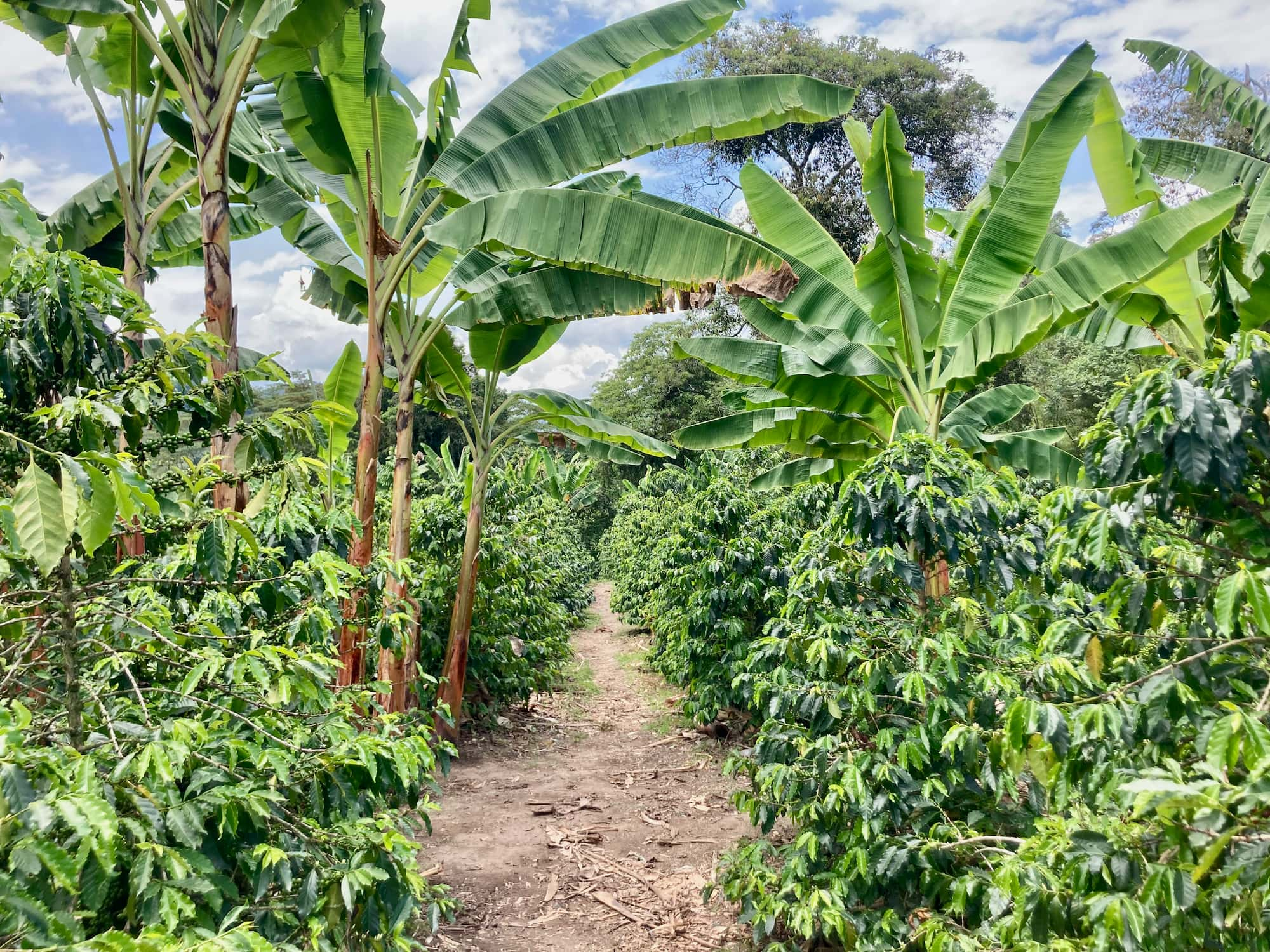 Colombia jungle