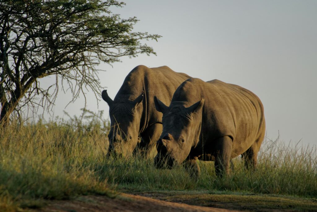 Oeganda neushoorn