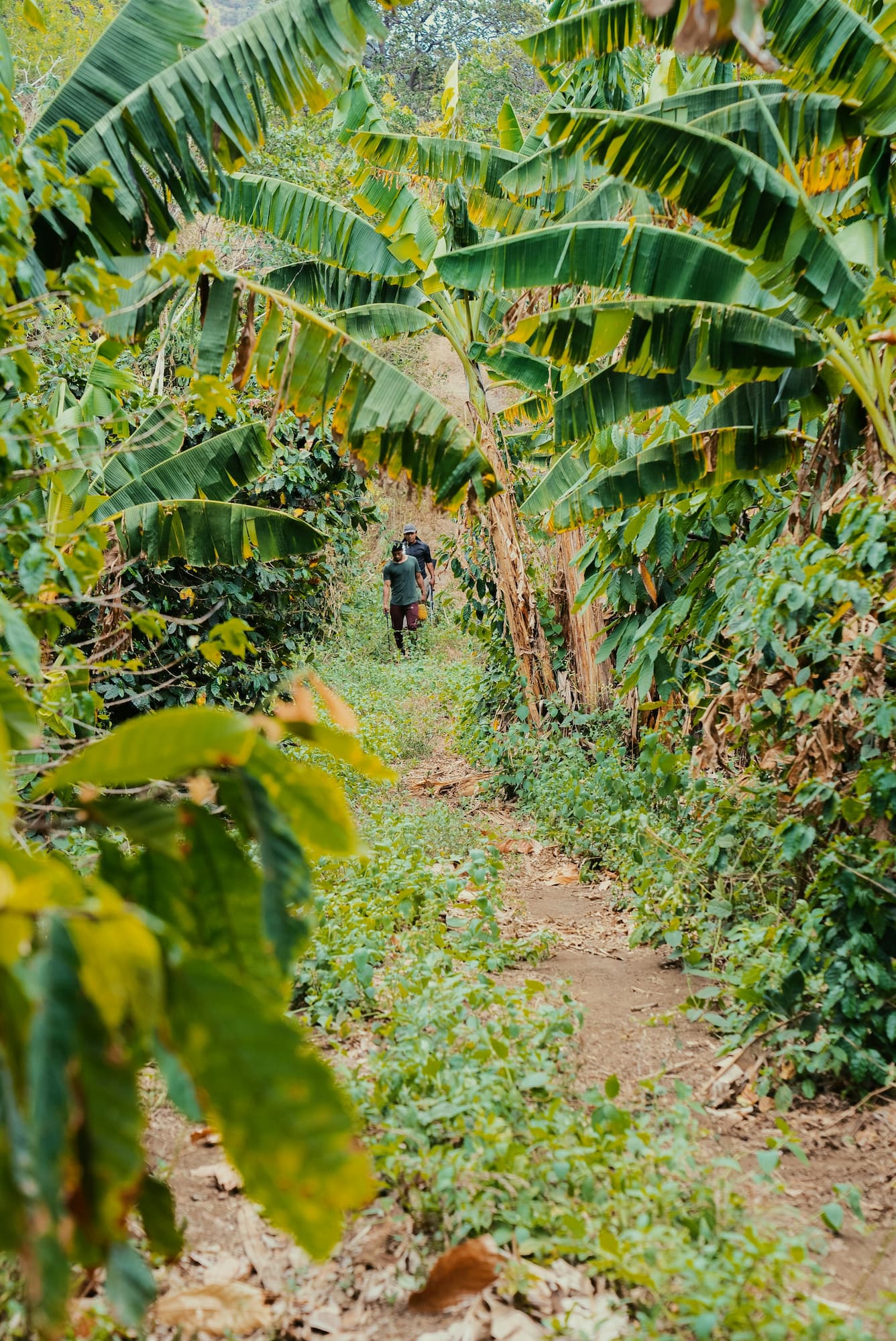 Nicaragua jungle