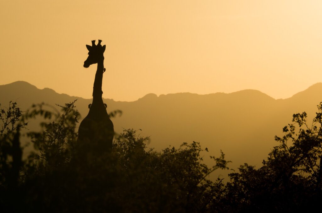 Oeganda giraf zonsondergang