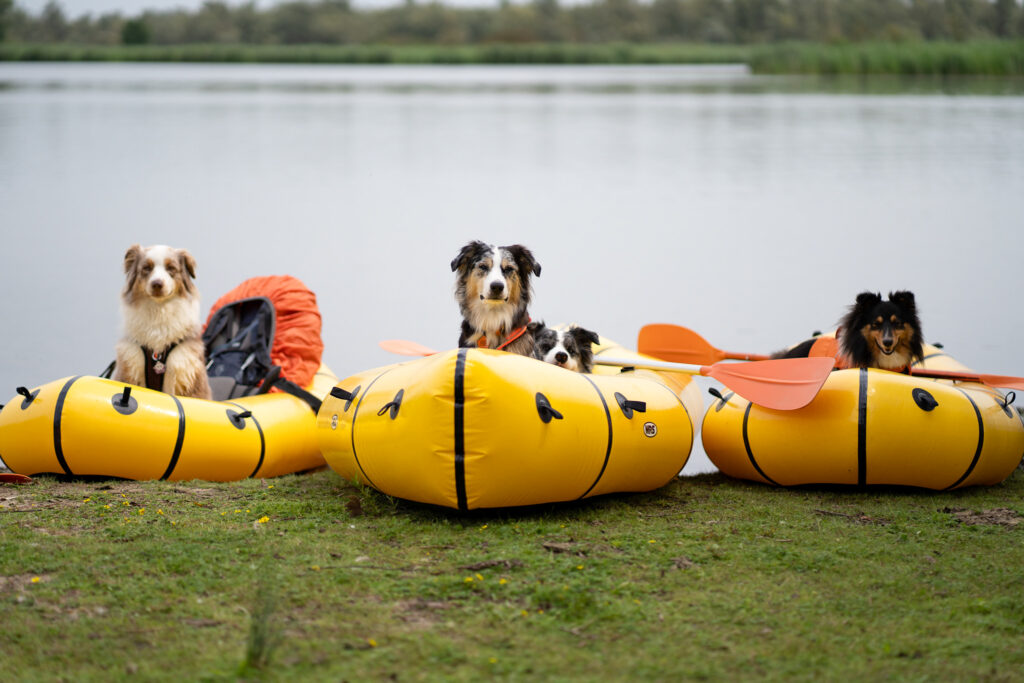 Op vakantie met je hond: 5 top bestemmingen