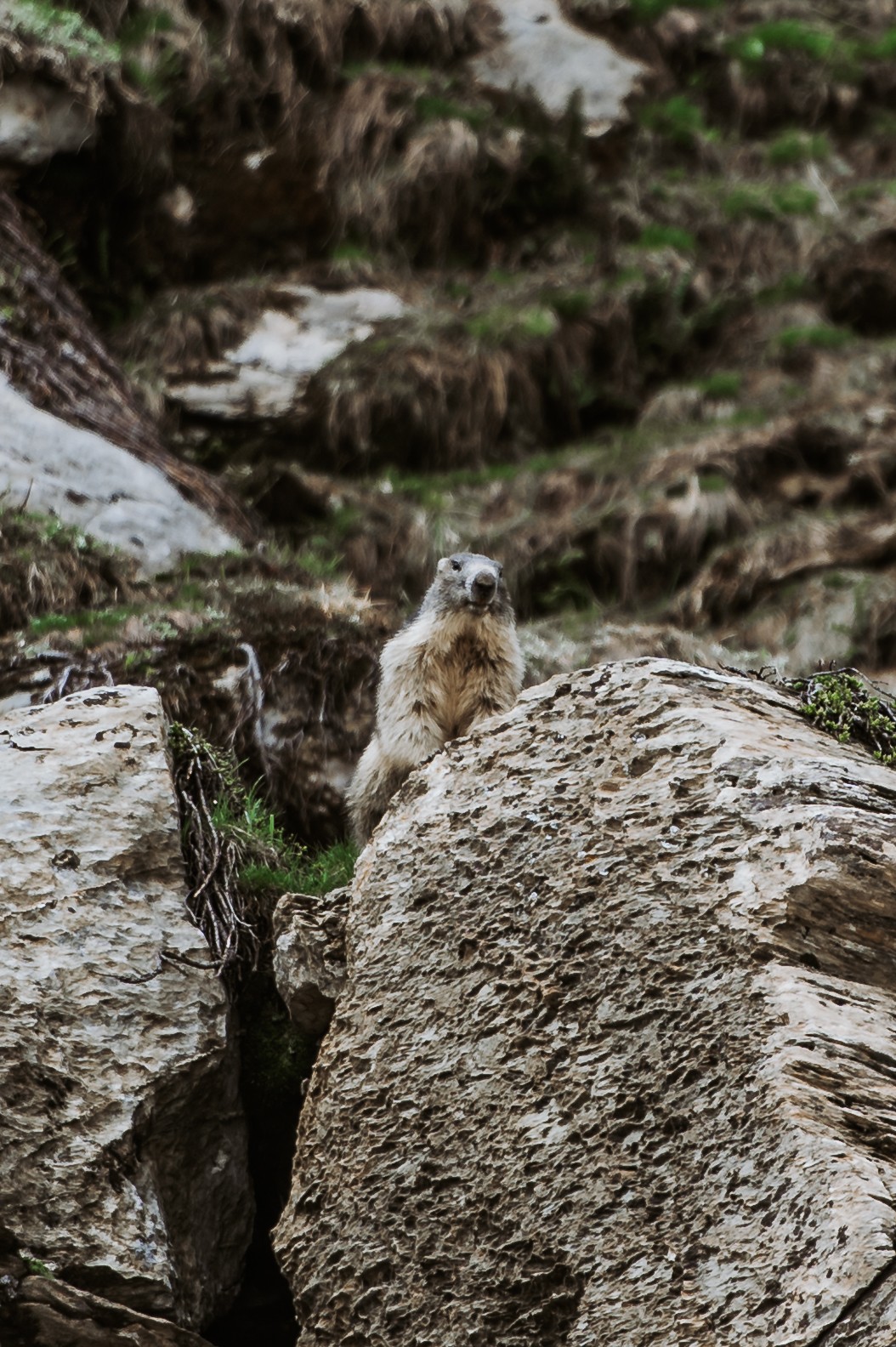 marmotte tour du mont blanc france