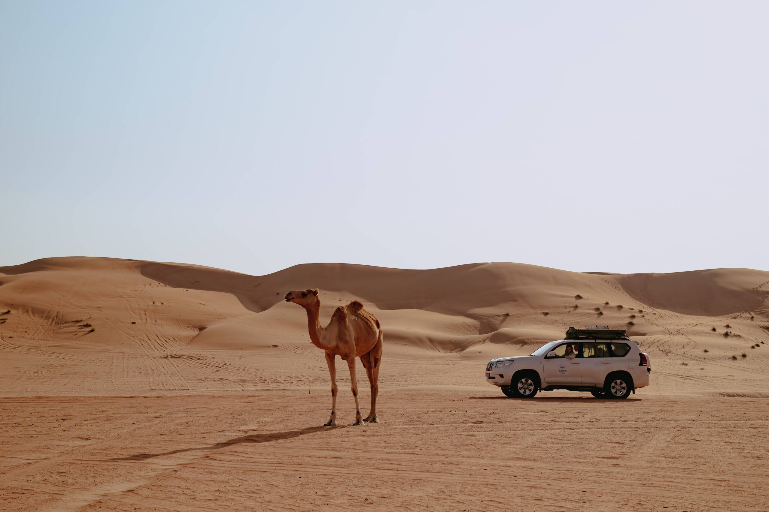 désert oman dromadaire