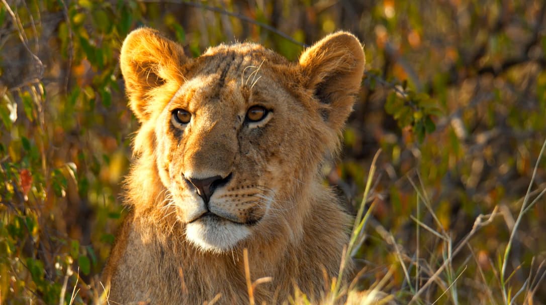 Groepsreis Zuid-Afrika safari leeuw