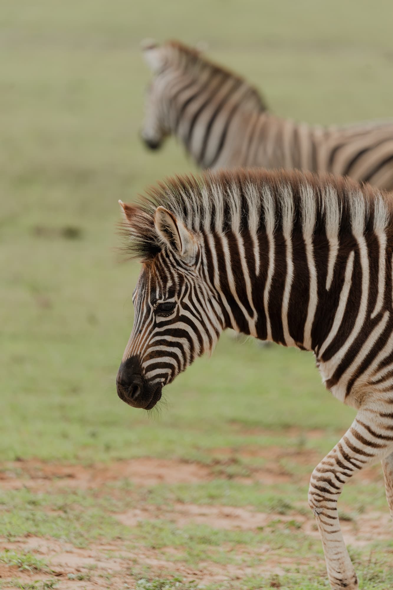 Groepsreis Zuid-Afrika zebra