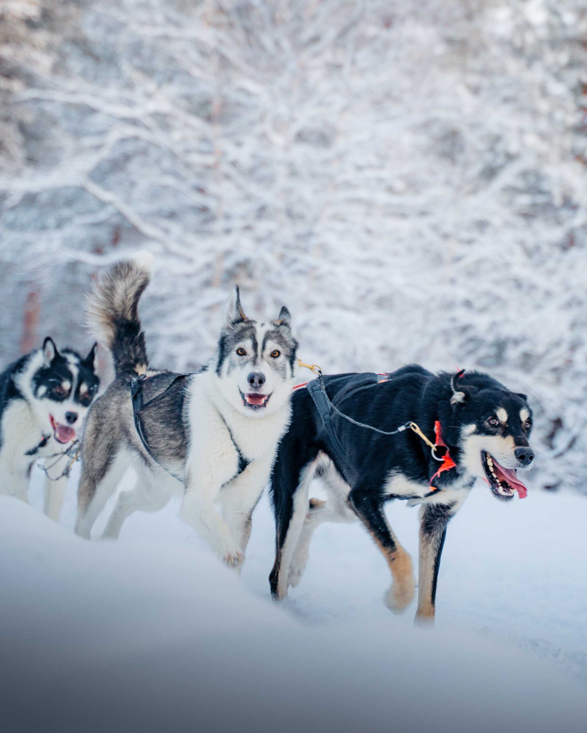 Lapland Travel