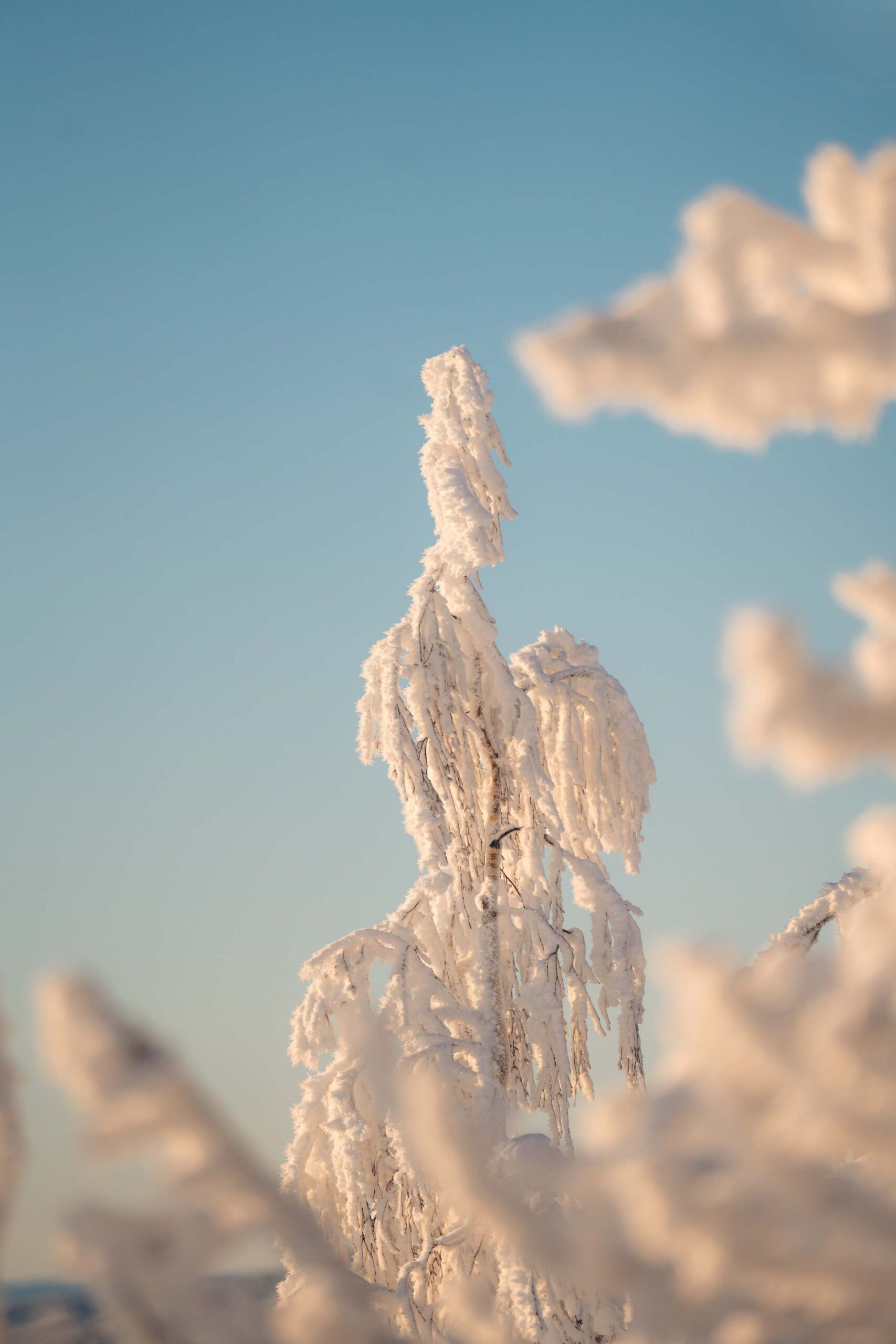 Lapland Travel