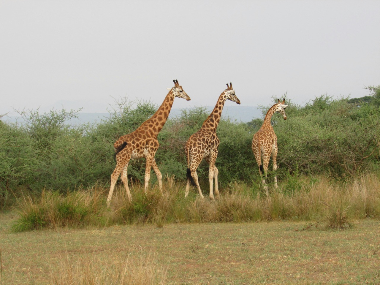 Uganda National Park