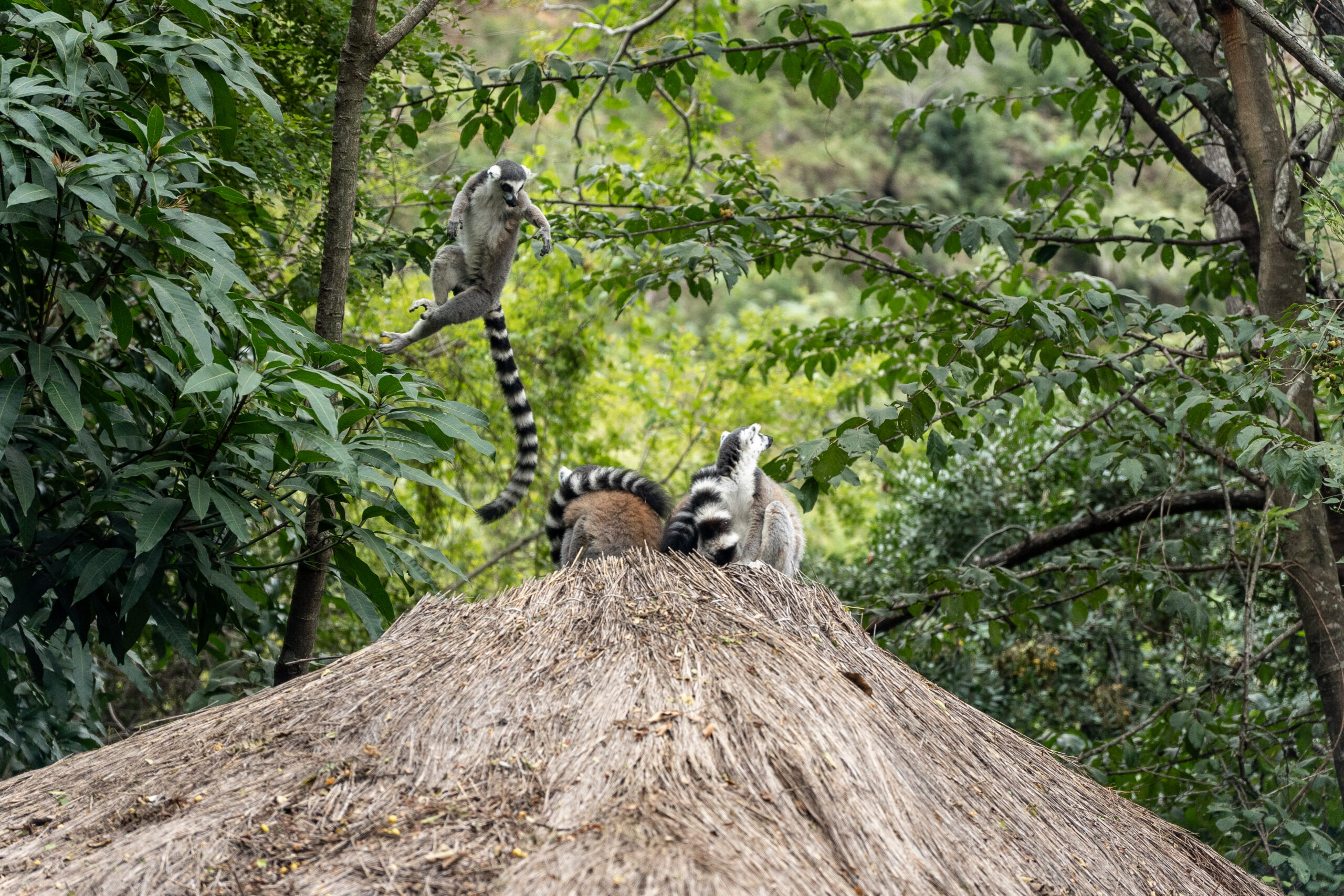 lemur madagaskar