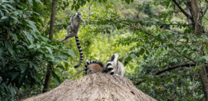 lemur madagaskar
