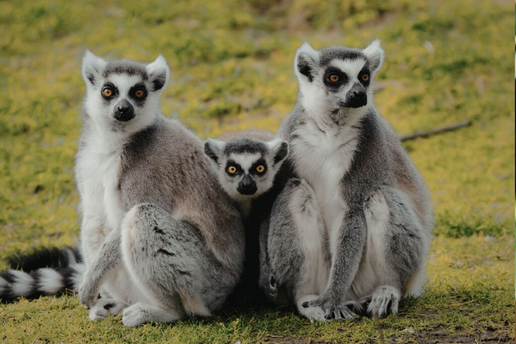 Lemur madagaskar
