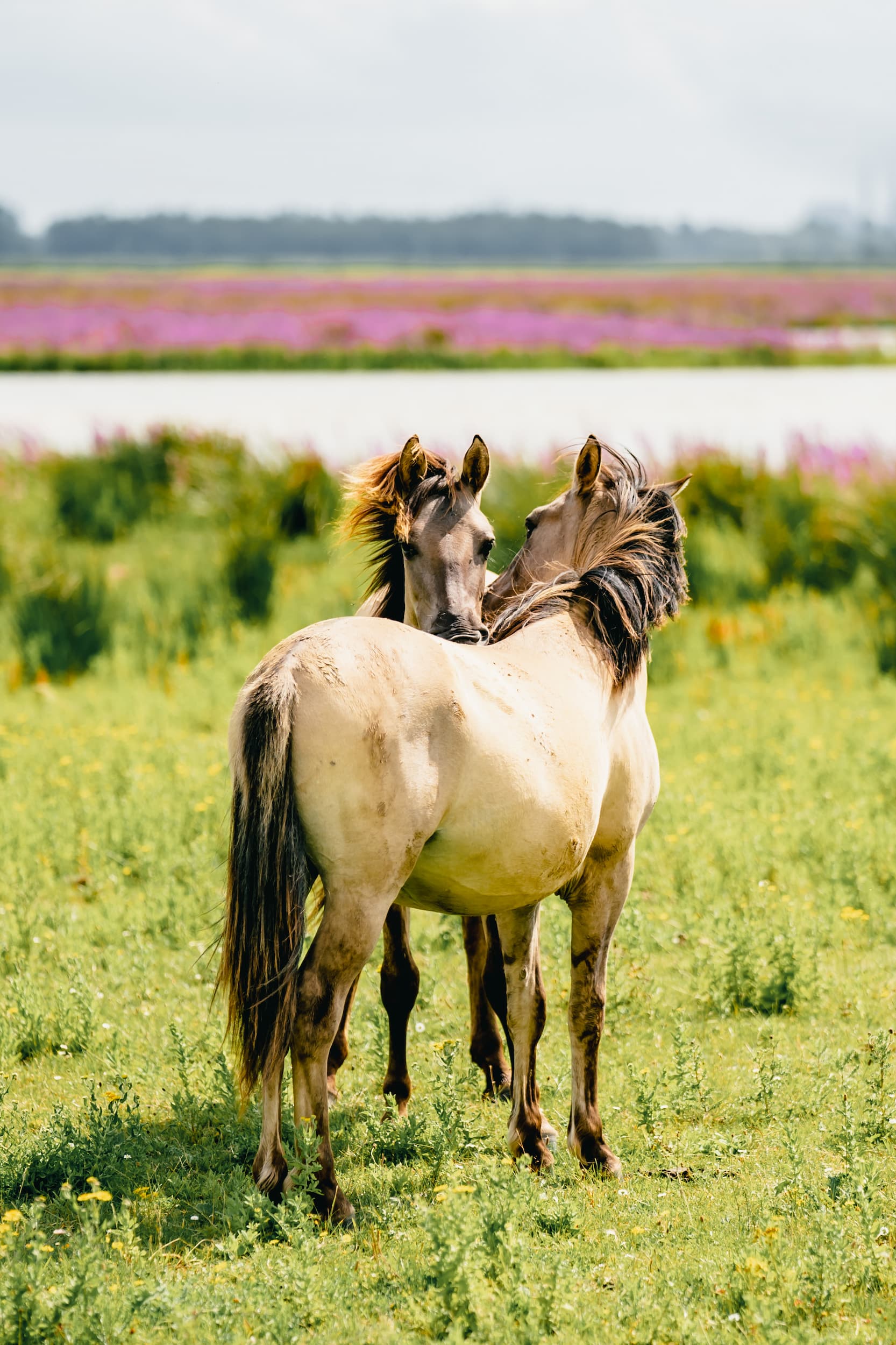 Groepsreis packraften Biesbosch