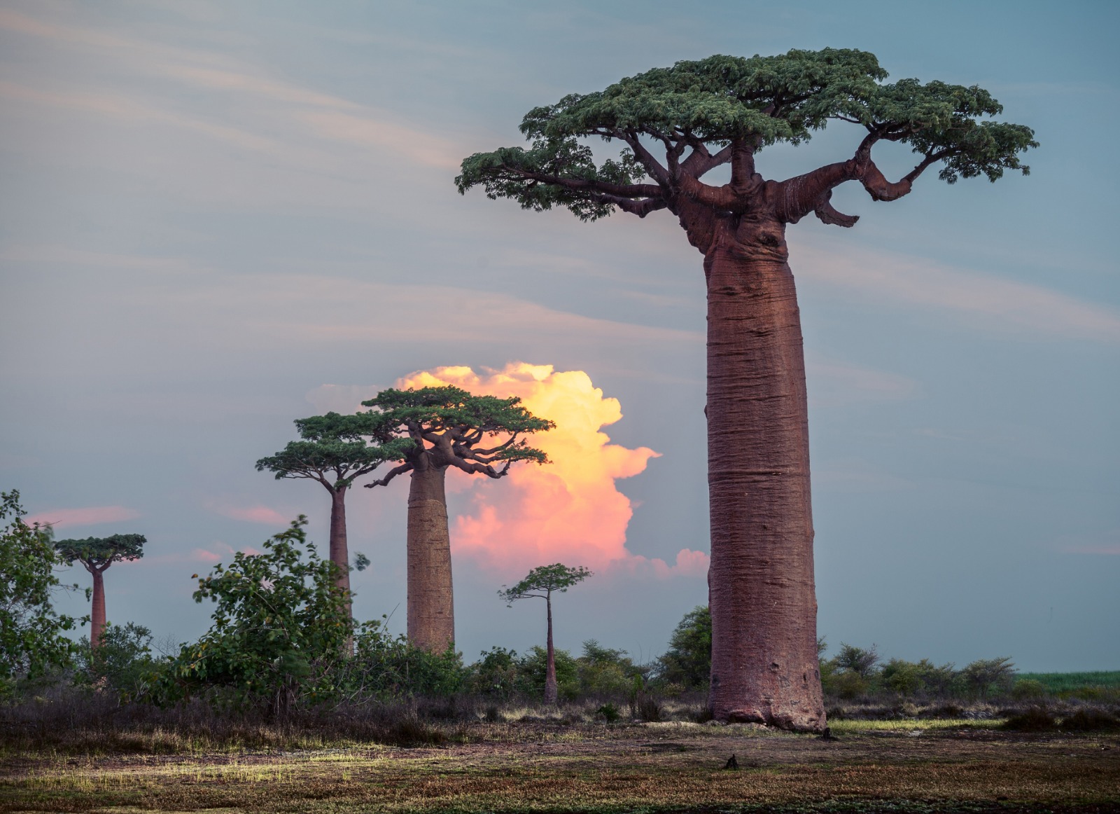 Botswana baobabs