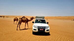 Chameaux à côté d'une voiture avec une tente sur le toit dans le désert d'Oman