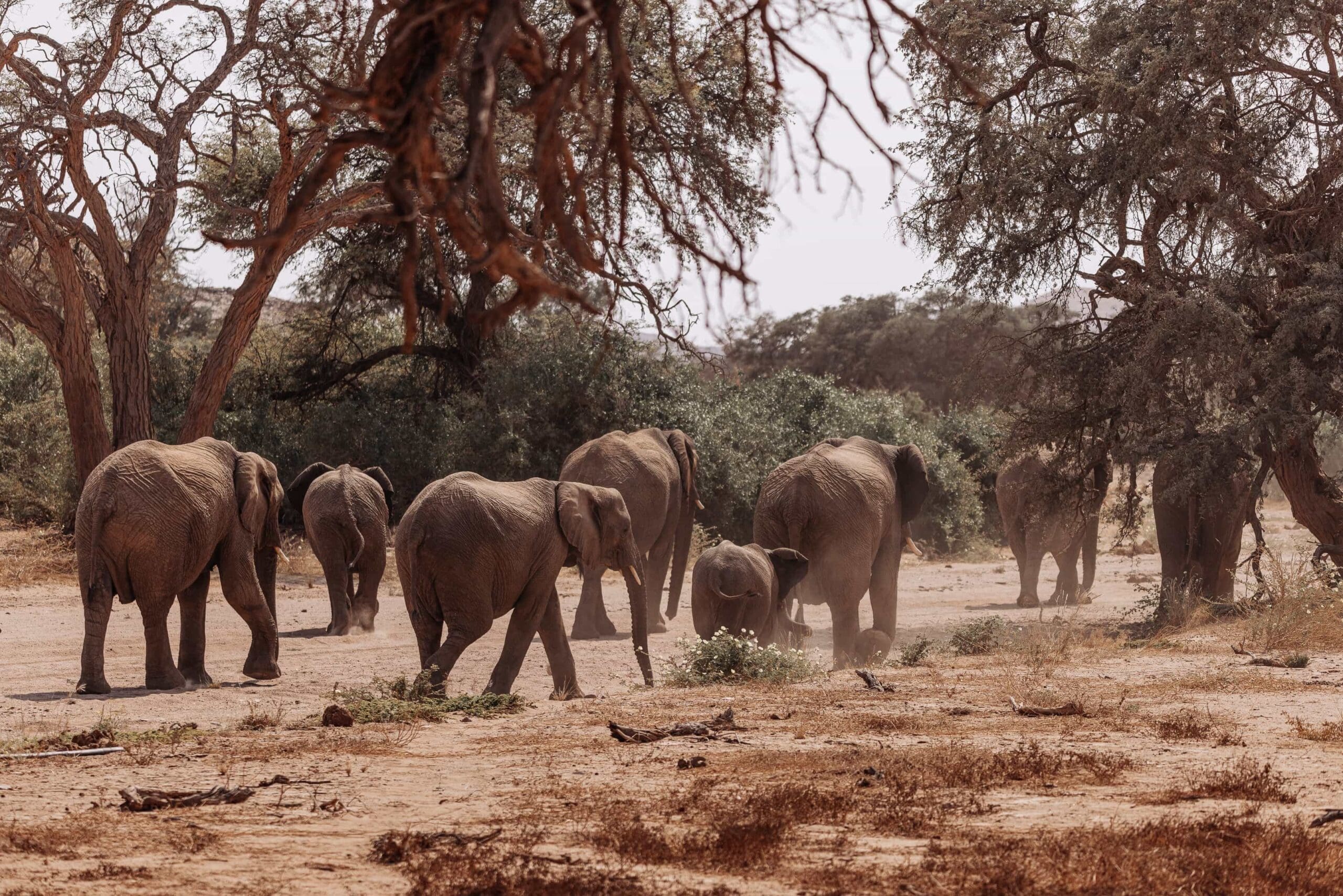 reizen in namibie olifanten
