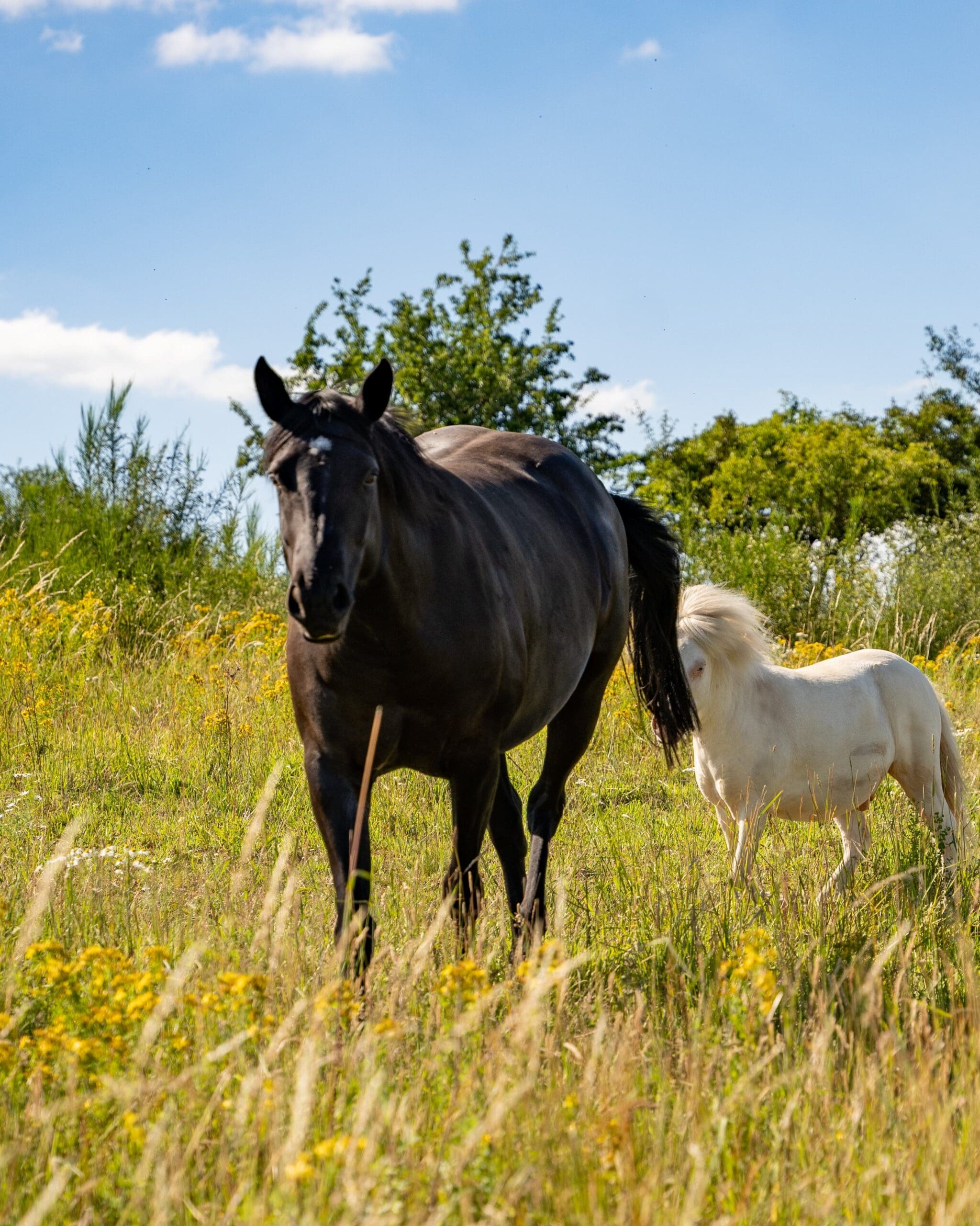 paarden luxemburg packraft trail